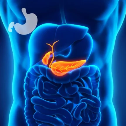 Badanie ECPW Lublin, Gastromed, trzustka, Scanmed, model przewodu pokarmowego człowieka