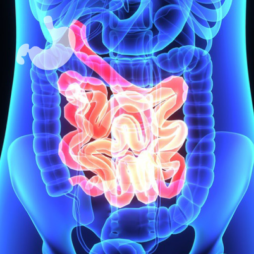 Endoskopia kapsułkowa Lublin, Gastromed, model przewodu pokarmowego