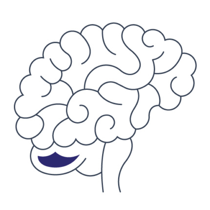 Endokrynolog Lublin, Gastromed Lublin, Grupa Scanmed, piktogram przedstawiający mózg