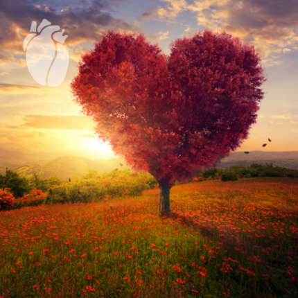 Stymulatory serca Lublin, Gastromed, Grup Scanmed, korona liści drzewa z czerwonego serca