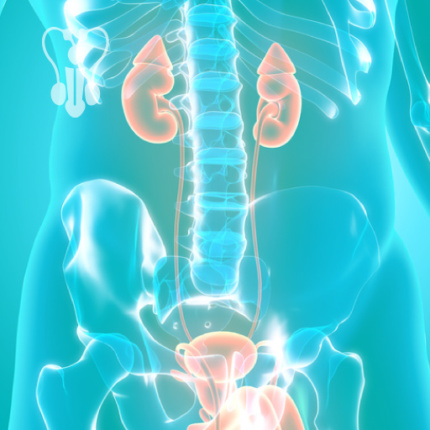 Gastromed Lublin, Grupa Scanmed, na zdjęciu: sylwetka człowieka z układem moczowym